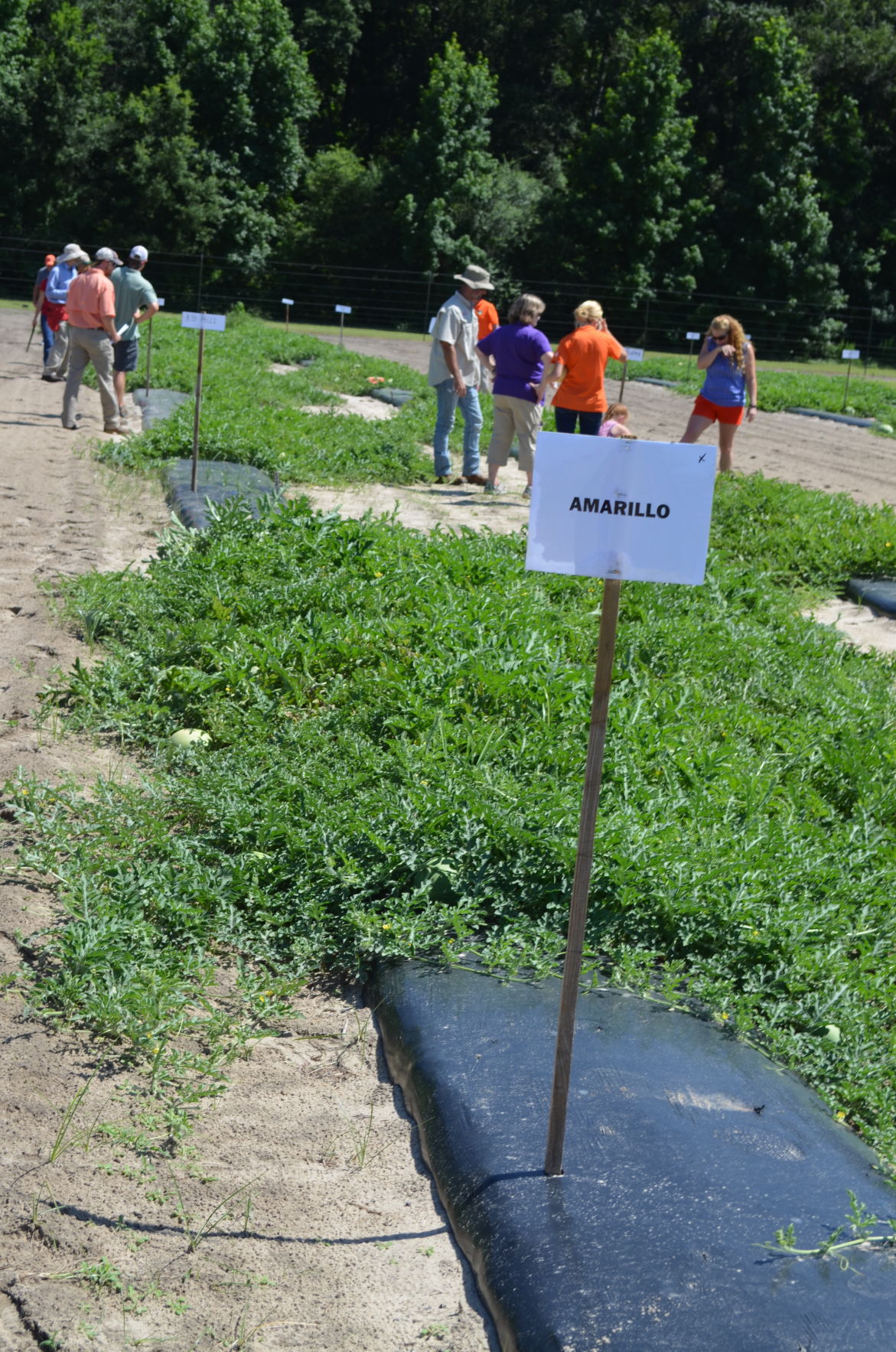 Watermelon Field Day